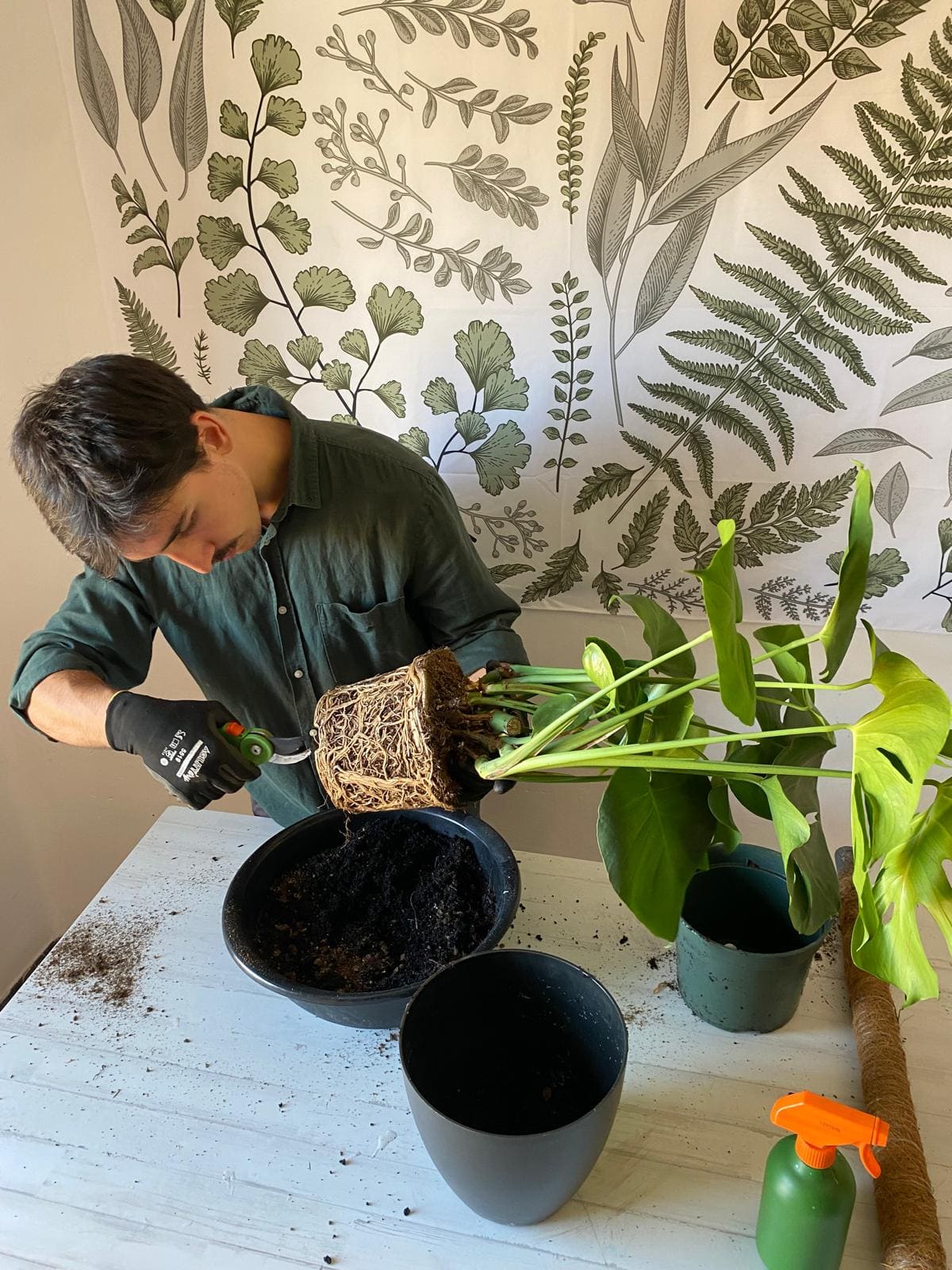 Experto en jardinería trasplantando plantas de interior, rodeado de macetas y un fondo con diseño de hojas, ideal para servicios de paisajismo y venta de plantas.