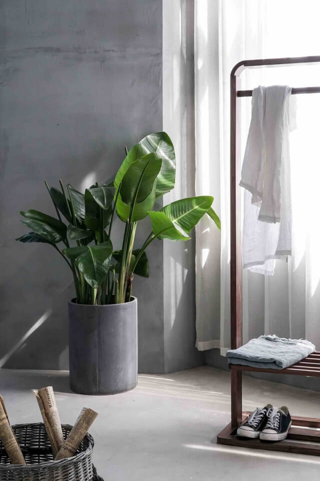 Strelitzia Reginae - Image 2