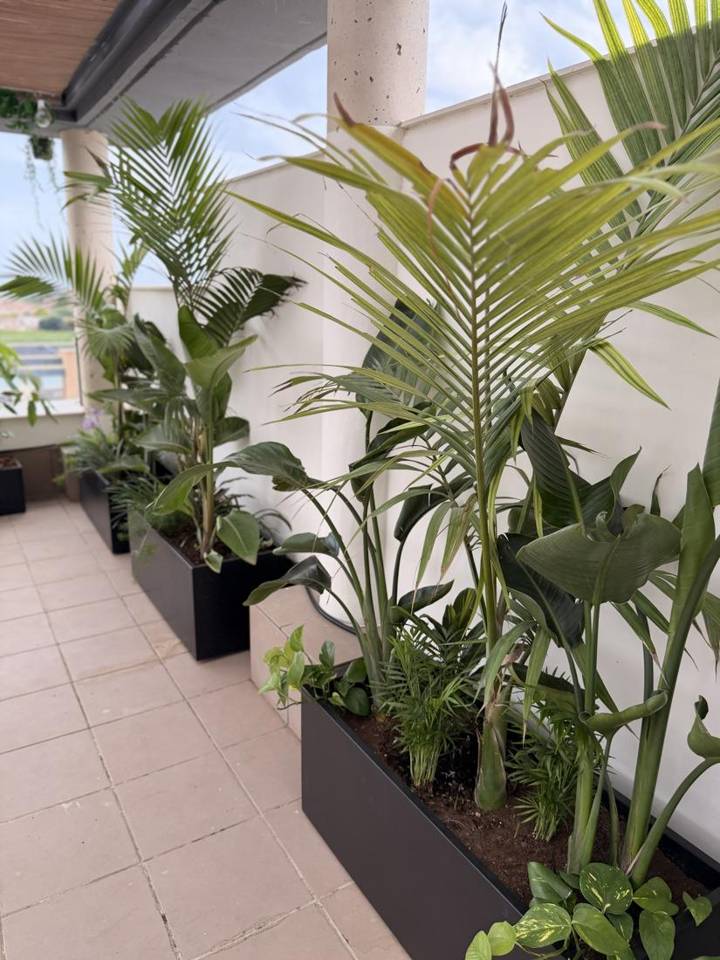 Terraza con jardineras negras de palmeras, strelitzias y potos